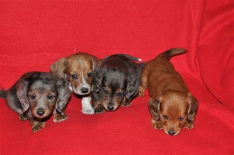 Paikat alma, michigan lemmikkipalvelulemmikkieläintenkasvattaja puppy luv kennel of dachshund's. AKC MINIATURE DACHSHUND PUPPIES- RARE PIEBALD for Sale in Saint Johns, Michigan Classified ...
