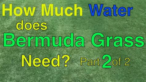 This is because the needs of a plant may vary based on how you grow it, the environment, the soil type, and more. HOW MUCH WATER DOES BERMUDA GRASS NEED - Part 2 of 2 - YouTube