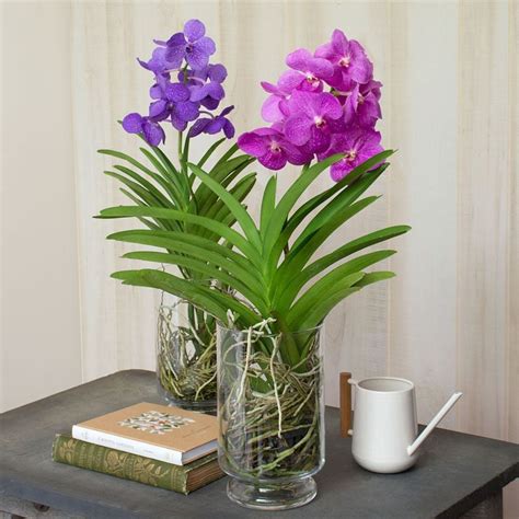What Is A Vanda Orchid And Why Are They Popular Article Onthursd