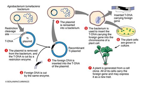 Perhaps the most famous examples are food crops like soy and corn that have been genetically modified for pest and herbicide resistance. Transgenic organisms