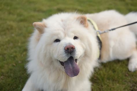 Chow Chows Grooming Lifespan And Those Tongues Aspca Pet Health