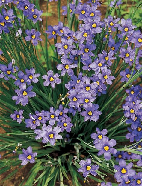 sisyrinchium angustifolium lucerne lucerne blue eyed grass gateway garden center