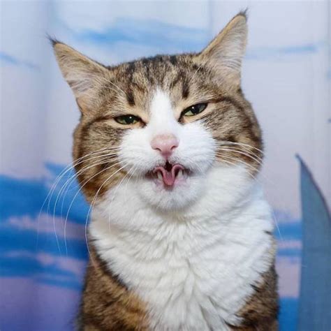 This Cat Is Taking Over The Internet With His Hilarious Facial