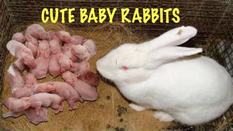 Mother Rabbit Giving Birth - Breeding To Birth - Complete Life Of A