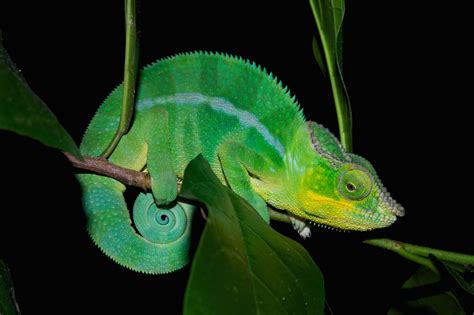 Photos How Chameleons Change Color HD Wallpapers Download Free Images Wallpaper [wallpaper896.blogspot.com]