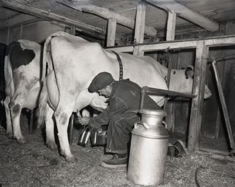 Farmer Milking Cow Using Machine Photograph Wisconsin Historical