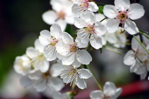 Free Images Branch Wood White Fruit Flower Petal Food Spring