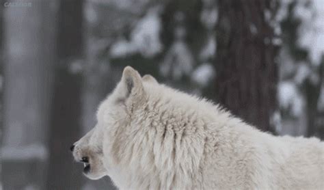 A White Wolf Standing In The Snow Next To Trees