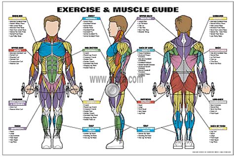 Male Muscle Guide Poster By Bruce Algra Fitnessoefeningen