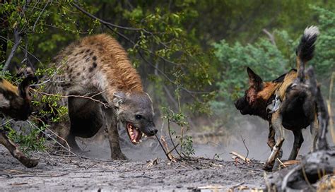 1 Absolutely Savage Hyena Throws Down With 14 Wild Dogs Caught On Video