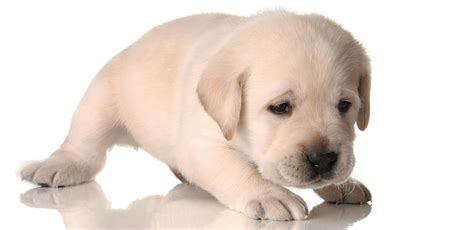 White Lab Puppy Can Labradors Have No Color At All My Pets Routine