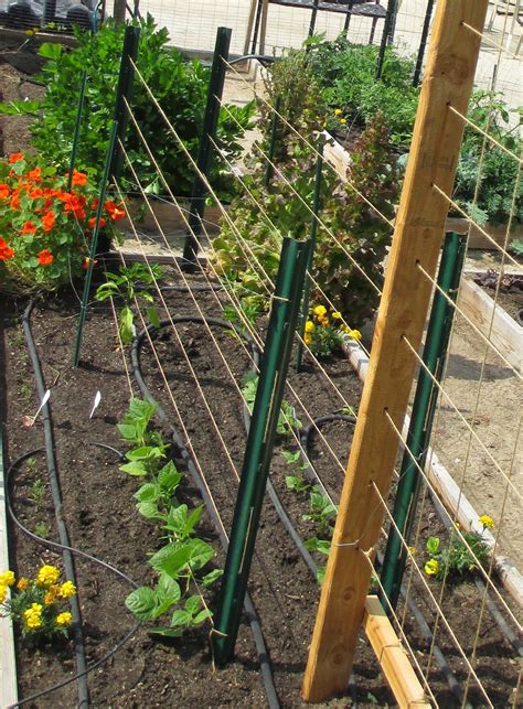 Full trellis for green beans. Andie's Way: Trellis Ideas for Tomatoes, Cucumbers, Beans ...