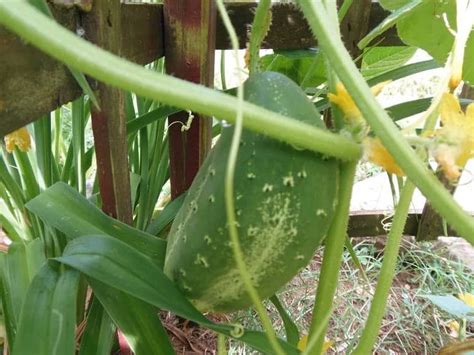 When To Pick Cucumbers And How To Do It Right When To Pick