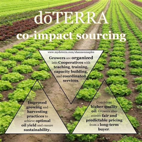29 Best Doterra Co Impact Sourcing Images On Pinterest Doterra