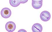 Why Are Chromosomes Important For Cell Division Sciencing