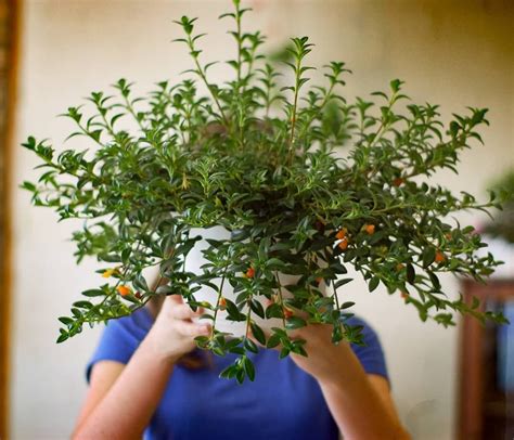 If the plant gets too cold, it will drop its leaves before eventually dying. Meet the goldfish plant, aka Nematanthus! This topical ...