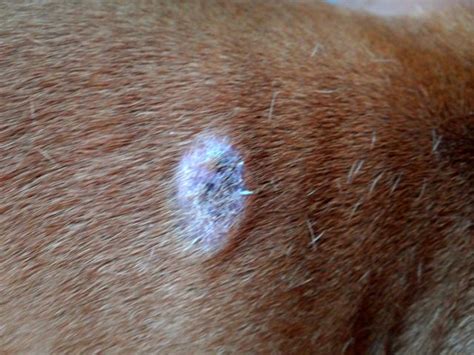 Small Lumps On Dogs Skin Pearly Penile Papules Best Treatment Guidelines