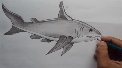 For this reason, we'll increase the contrast and add a few more details to further develop this illusion. How to Draw a Shark | How to Draw a Great White Shark with ...