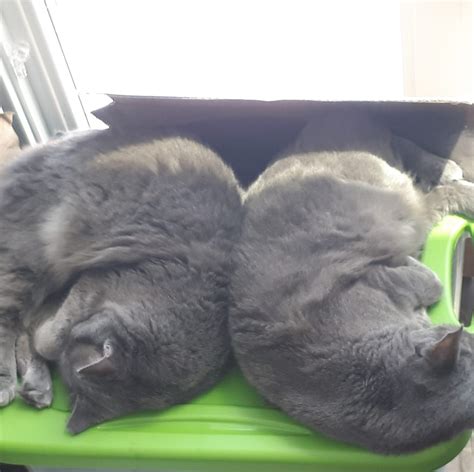 PET Lovers UNITE in Golden Horseshoe