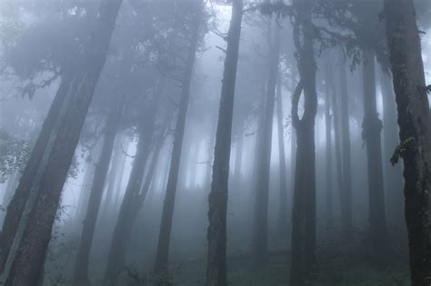 Pine Forest Under Fog Photo Free Download Pgclick Free Photos For