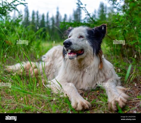 A White Dog Of The Yakut Laika Breed Lies On The Green Grass In The