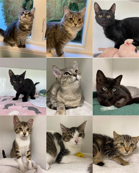 Many Kittens Available For Adoption Cat Spca Roussillon