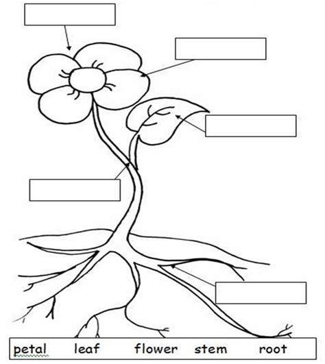 Labeling The Parts Of A Plant Parts Of A Flower Plants Worksheets