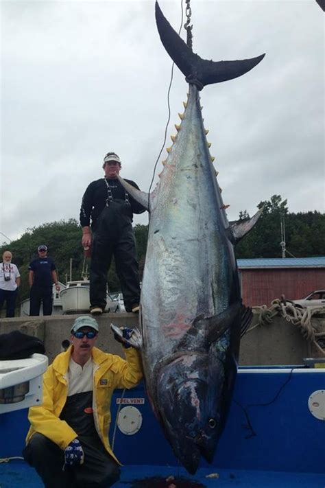 Tweets not working for you? 2014 Readers' Top Tuna Photos | Fish, Tuna fishing, Big fish