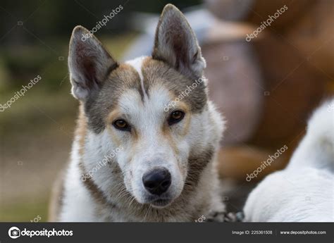 West Siberian Laika Russian Hunting Dog Mountains ⬇ Stock Photo Image