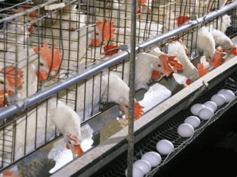 Layer Poultry Farming A Complete Guide For Beginners