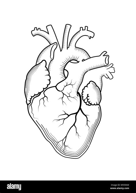 Human Heart Black And White Stock Photos And Images Alamy