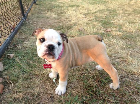 Ruby The Australian Bulldog Puppy At About 12 Weeks Total Princess