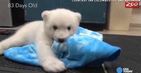 This Timelapse Lets You See A Baby Polar Bear Grow Up Before Our Eyes