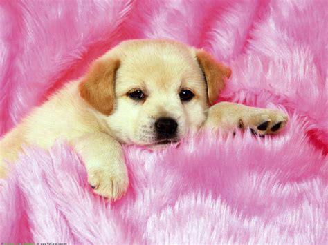 Pink Dog Wallpapers Top Free Pink Dog Backgrounds Wallpaperaccess