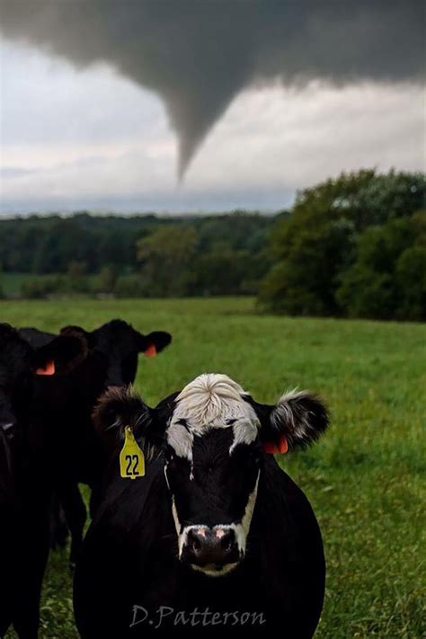 Top 10 Weather Photographs 9212015 Kansas Cow Not Amused By