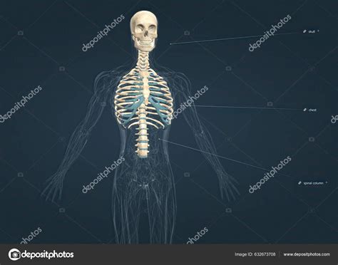 Los Huesos Caja Torácica Son Las Vértebras Torácicas Doce Pares