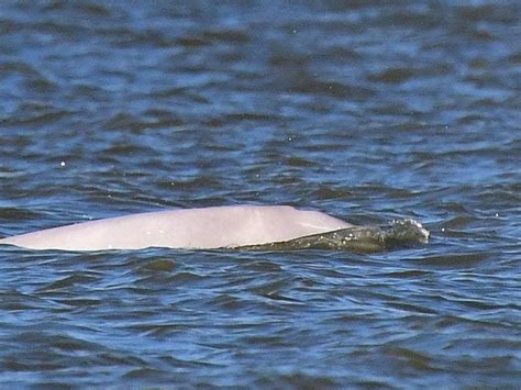 Beluga Whale Seen Again In Thames In ‘astonishingly Rare Event