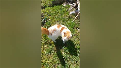 Котик с лисьим хвостом приехал на дачу после зимы Youtube