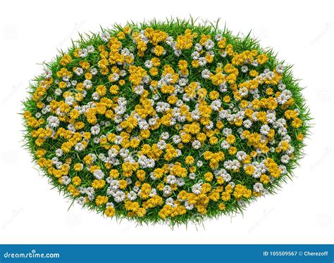 Close Up Of Grass Carpet With Flowers Stock Image Image Of Blade
