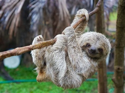 Top 10 Laziest Animals In The World Nsnbc