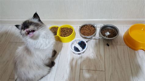 Not eating is a serious matter in cats. How to Get Cat to Eat: Step-by-Step Instructions, Expert's ...