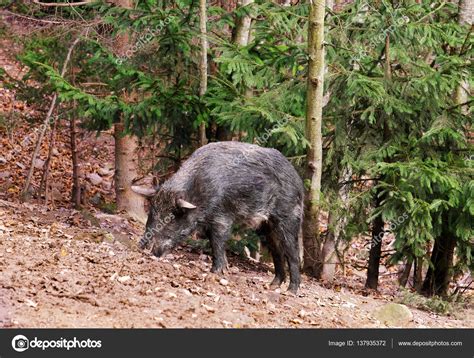 Wild Boar In Forest — Stock Photo © Belchonock 137935372