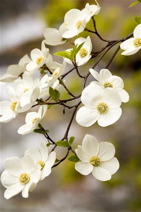 Flowering dogwood provides fiery red foliage in fall and beautiful springtime blooms. 64 best images about Trees for zone 5 on Pinterest ...