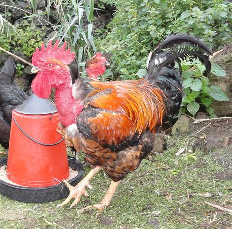 Transylvanian Naked Neck Black Gallery Backyard Chickens Learn