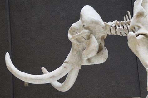 Fotos Gratis Cuerno Museo Mamífero Cráneo Material Hueso