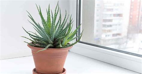Schon seit jahrhunderten ist aloe vera als heilpflanze bekannt. Aloe Aristata Care: Learn Tips On Growing The Lace Aloe