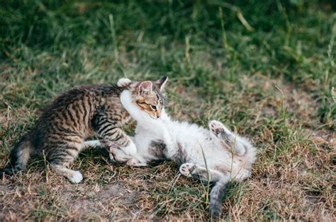 Premium Photo Little Kitten Playing Outdoor In Countryside On Grass In Summer Furry Domestic
