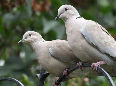 Ring Neck Or Collared Dove Pair Stock Image Image Of Wildlife