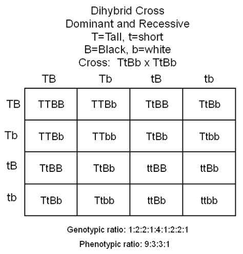 In a cross between two heterozygous individuals will produce a phenotypic ratio of 9:3:3:1. Genetic Crosses and Punnet Squares on SBI3U - Grade 11 ...