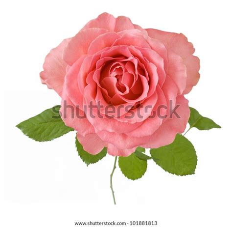 Beautiful Pink Rose Leaves Isolated On Stock Photo Edit Now 101881813